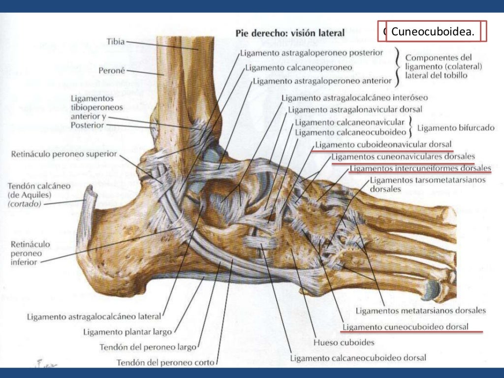 Anatomia Del Pie Anatomia Del Pie