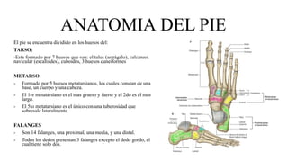 ANATOMIA DEL PIE
El pie se encuentra dividido en los huesos del:
TARSO:
-Esta formado por 7 huesos que son: el talus (astrágalo), calcáneo,
navicular (escafoides), cuboides, 3 huesos cuneiformes
METARSO
- Formado por 5 huesos metatarsianos, los cuales constan de una
base, un cuerpo y una cabeza.
- El 1er metatarsiano es el mas grueso y fuerte y el 2do es el mas
largo.
- El 5to metatarsiano es el único con una tuberosidad que
sobresale lateralmente.
FALANGES
- Son 14 falanges, una proximal, una media, y una distal.
- Todos los dedos presentan 3 falanges excepto el dedo gordo, el
cual tiene solo dos.
 