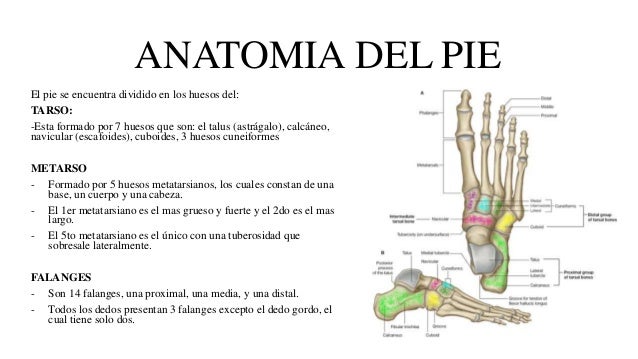 Anatomia del pie