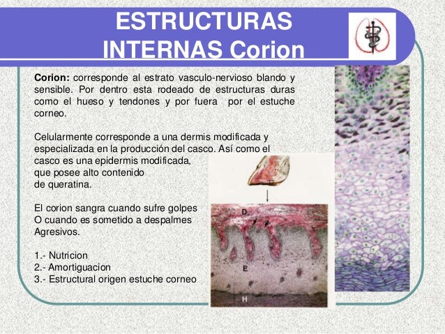 córneo talones córneo talones