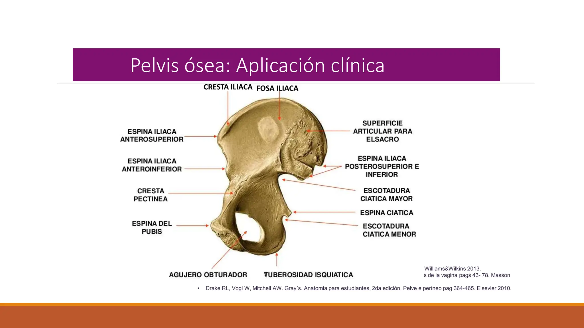ANATOMIA DEL PISO PELVICO De Un Ser Humano PPTX anatomia-del-piso-pelvico-de-un-ser-humano-pptx