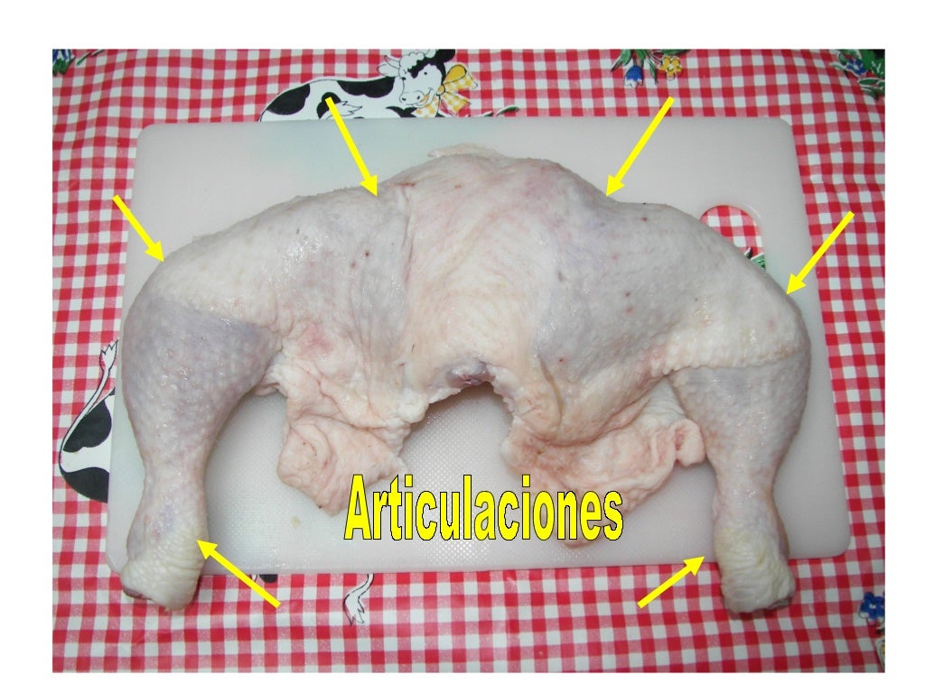 Anatomia del pollo Anatomia del pollo