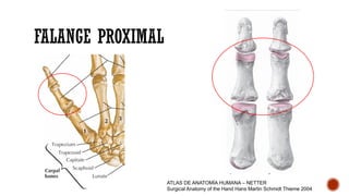 Falanges Netter Anatomía Funcional y Cirugía Reconstructiva del Pulgar: Sistemas Óseo ...
