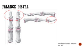Falanges Netter Anatomía Funcional y Cirugía Reconstructiva del Pulgar: Sistemas Óseo ...