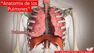 “Anatomía de los
Pulmones”
 T.T.R: KARINA MONTSERRAT TOVAR RAMÍREZ.
 