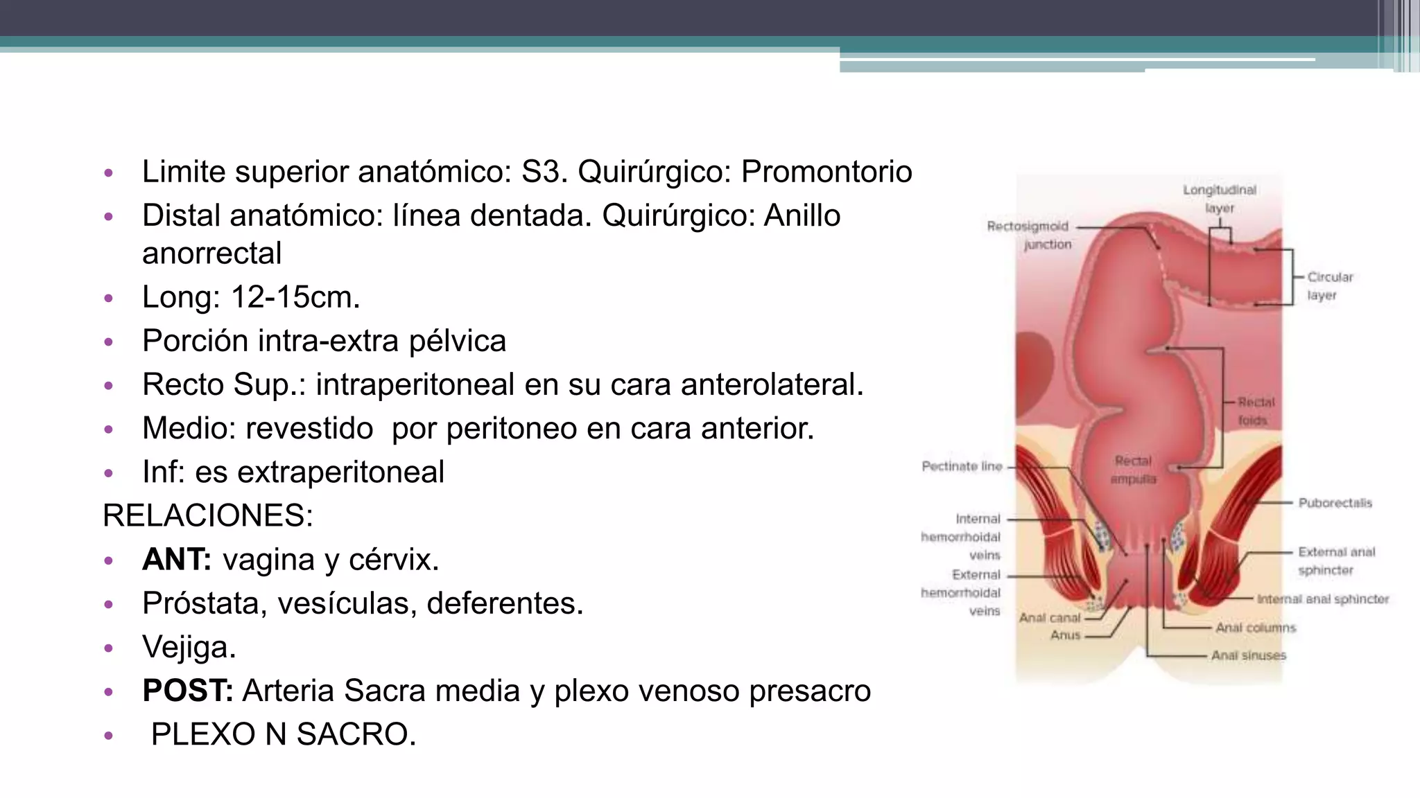 Que Significa Recto ANATOMIA DEL RECTO val.pptx