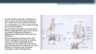 • La inervación muscular voluntaria se
hace a través de S4 en forma directa, o
por medio del nervio pudendo interno
• La sensibilidad va a estar proporcionada
por el parasimpático
• La inervación simpática proviene de los
filetes preganglionares que nacen de los
3 primeros segmentos lumbares,
llegando por intermedio de los nervios
presacros
• El parasimpático rectal proviene del
tracto intermedio lateral de la medula
sacra, y las fibras preganglionares
emergen con los ramos S3 y S4, de los
que se desprenden formando los nervios
pélvicos o erectores que terminan
uniéndose al plexo hipogástrico.
 