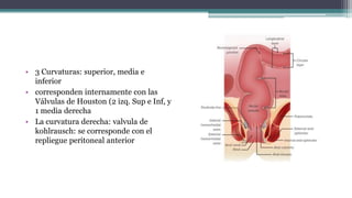 • 3 Curvaturas: superior, media e
inferior
• corresponden internamente con las
Válvulas de Houston (2 izq. Sup e Inf, y
1 media derecha
• La curvatura derecha: valvula de
kohlrausch: se corresponde con el
repliegue peritoneal anterior
 