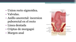 • Union recto sigmoidea.
• Valvulas.
• Anillo anorectal: incersion
puborectal en el recto
• Linea dentada
• Criptas de morgagni
• Margen anal
 