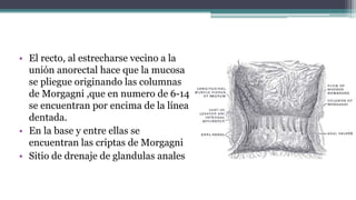 • El recto, al estrecharse vecino a la
unión anorectal hace que la mucosa
se pliegue originando las columnas
de Morgagni ,que en numero de 6-14
se encuentran por encima de la línea
dentada.
• En la base y entre ellas se
encuentran las criptas de Morgagni
• Sitio de drenaje de glandulas anales
 