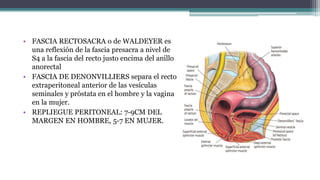 • FASCIA RECTOSACRA o de WALDEYER es
una reflexión de la fascia presacra a nivel de
S4 a la fascia del recto justo encima del anillo
anorectal
• FASCIA DE DENONVILLIERS separa el recto
extraperitoneal anterior de las vesículas
seminales y próstata en el hombre y la vagina
en la mujer.
• REPLIEGUE PERITONEAL: 7-9CM DEL
MARGEN EN HOMBRE, 5-7 EN MUJER.
 