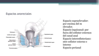 Espacios anorectales
Espacio supraelevador:
por encima del m
elevador.
Espacio isquioanal: por
fuera del esfinter externos
del canal anal
Espacio interesfinteriano:
ntre esfinter externo e
interno
Espacio perianal
 