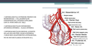 ARTERIA RECTAL SUPERIOR (TRONCO DE
SIGMOIDEAS) -> DA 5 RAMOS Q SE
CONDENSAN EN 3 PLEXOS CAPILARES
(ANT.D.-POST.DER-LAT. IZQ.)
ARTERIAS RECTALES INFERIORES
(PUDENDA INTERNA – ILIACA INTERNA
ARTERIAS RECTALES MEDIAS: AUSENTE
EN 40% DE LOS PTES. (ILIACA INTERNA)
GRAN RED ANASTOMOTICA INTRAMURAL
NO SE DEVASCULARIZA DURANTE R.A.
 
