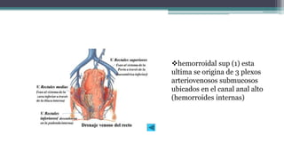hemorroidal sup (1) esta
ultima se origina de 3 plexos
arteriovenosos submucosos
ubicados en el canal anal alto
(hemorroides internas)
 