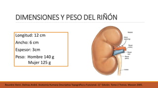 Anatomia del riñón | PPTX