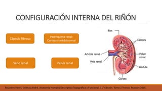 Anatomia del riñón | PPTX