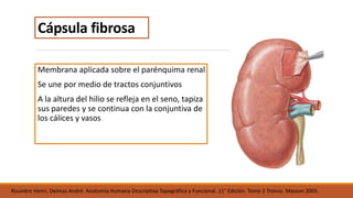 Anatomia del riñón | PPTX