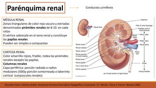 Anatomia del riñón | PPTX