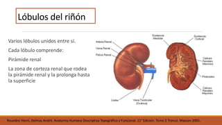 Anatomia del riñón | PPTX