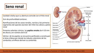 Anatomia del riñón | PPTX