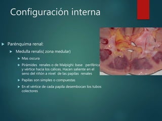 Configuración interna
 Parénquima renal:
 Medulla renalis( zona medular)
 Mas oscura
 Pirámides renales o de Malpighi: base periférica
y vértice hacia los cálices. Hacen saliente en el
seno del riñón a nivel de las papilas renales
 Papilas son simples o compuestas
 En el vértice de cada papila desembocan los tubos
colectores
 