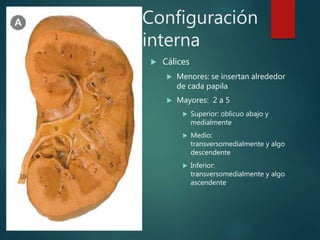 Configuración
interna
 Cálices
 Menores: se insertan alrededor
de cada papila
 Mayores: 2 a 5
 Superior: oblicuo abajo y
medialmente
 Medio:
transversomedialmente y algo
descendente
 Inferior:
transversomedialmente y algo
ascendente
 