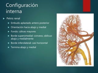 Configuración
interna
 Pelvis renal
 Embudo aplastado antero posterior
 Orientación hacia abajo y medial
 Fondo: cálices mayores
 Borde superomedial: convexo, oblicuo
abajo y medialmente
 Borde inferolateral: casi horizontal
 Termina abajo y medial
 