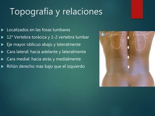 Topografía y relaciones
 Localizados en las fosas lumbares
 12° Vertebra torácica y 1-2 vertebra lumbar
 Eje mayor oblicuo abajo y lateralmente
 Cara lateral: hacia adelante y lateralmente
 Cara medial: hacia atrás y medialmente
 Riñón derecho mas bajo que el izquierdo
 