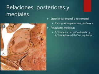 Relaciones posteriores y
mediales
 Espacio pararrenal o retrorrenal
 Capa grasosa pararrenal de Gerota
 Relaciones torácicas
 1/3 superior del riñón derecho y
2/3 superiores del riñón izquierdo
 