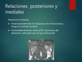 Relaciones posteriores y
mediales
Relaciones lumbares
 Anteromedialmente: M. iliopsoas con la fascia iliaca,
luego el cuadrado lumbar
 Posterolateralmente: fascia el M. transverso del
abdomen, reforzado por el Lig lumbocostal
 