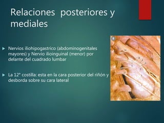 Relaciones posteriores y
mediales
 Nervios iliohipogastrico (abdominogenitales
mayores) y Nervio ilioinguinal (menor) por
delante del cuadrado lumbar
 La 12° costilla: esta en la cara posterior del riñón y
desborda sobre su cara lateral
 