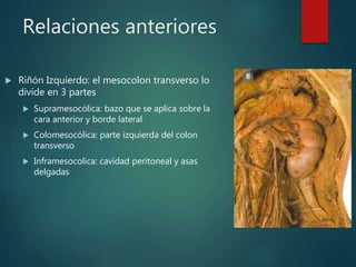 Relaciones anteriores
 Riñón Izquierdo: el mesocolon transverso lo
divide en 3 partes
 Supramesocólica: bazo que se aplica sobre la
cara anterior y borde lateral
 Colomesocólica: parte izquierda del colon
transverso
 Inframesocolica: cavidad peritoneal y asas
delgadas
 