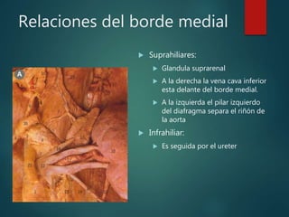 Relaciones del borde medial
 Suprahiliares:
 Glandula suprarenal
 A la derecha la vena cava inferior
esta delante del borde medial.
 A la izquierda el pilar izquierdo
del diafragma separa el riñón de
la aorta
 Infrahiliar:
 Es seguida por el ureter
 