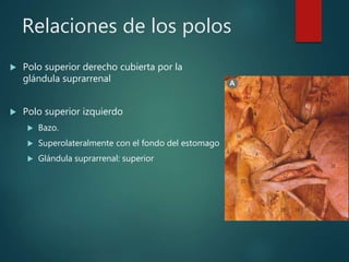 Relaciones de los polos
 Polo superior derecho cubierta por la
glándula suprarrenal
 Polo superior izquierdo
 Bazo.
 Superolateralmente con el fondo del estomago
 Glándula suprarrenal: superior
 