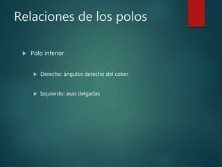 Relaciones de los polos
 Polo inferior
 Derecho: ángulos derecho del colon
 Izquierdo: asas delgadas
 
