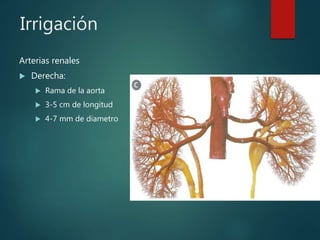 Irrigación
Arterias renales
 Derecha:
 Rama de la aorta
 3-5 cm de longitud
 4-7 mm de diametro
 