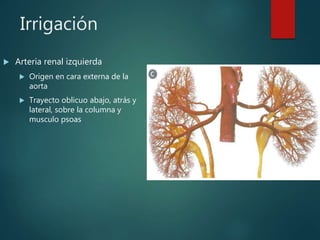 Irrigación
 Arteria renal izquierda
 Origen en cara externa de la
aorta
 Trayecto oblicuo abajo, atrás y
lateral, sobre la columna y
musculo psoas
 