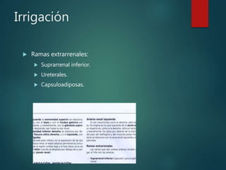 Irrigación
 Ramas extrarrenales:
 Suprarrenal inferior.
 Ureterales.
 Capsuloadiposas.
 