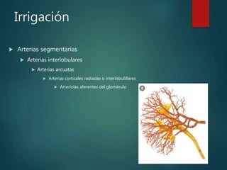 Irrigación
 Arterias segmentarias
 Arterias interlobulares
 Arterias arcuatas
 Arterias corticales radiadas o interlobulillares
 Arteriolas aferentes del glomérulo
 