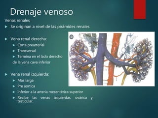 Drenaje venoso
Venas renales
 Se originan a nivel de las pirámides renales
 Vena renal derecha:
 Corta prearterial
 Transversal
 Termina en el lado derecho
de la vena cava inferior
 Vena renal izquierda:
 Mas larga
 Pre aortica
 Inferior a la arteria mesentérica superior
 Recibe las venas izquierdas, ovárica y
testicular.
 