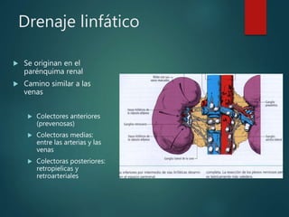 Drenaje linfático
 Se originan en el
parénquima renal
 Camino similar a las
venas
 Colectores anteriores
(prevenosas)
 Colectoras medias:
entre las arterias y las
venas
 Colectoras posteriores:
retropielicas y
retroarteriales
 