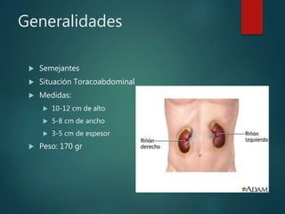 Generalidades
 Semejantes
 Situación Toracoabdominal
 Medidas:
 10-12 cm de alto
 5-8 cm de ancho
 3-5 cm de espesor
 Peso: 170 gr
 