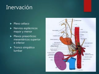 Inervación
 Plexo celiaco
 Nervios esplácnicos
mayor y menor
 Plexos preaorticos:
mesentéricos superior
e inferior
 Tronco simpático
lumbar
 