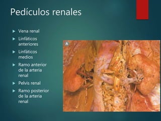 Pedículos renales
 Vena renal
 Linfáticos
anteriores
 Linfáticos
medios
 Ramo anterior
de la arteria
renal
 Pelvis renal
 Ramo posterior
de la arteria
renal
 