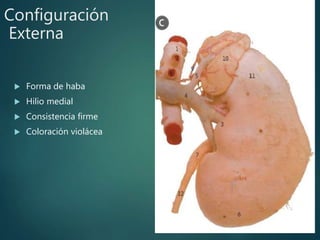  Forma de haba
 Hilio medial
 Consistencia firme
 Coloración violácea
Configuración
Externa
 