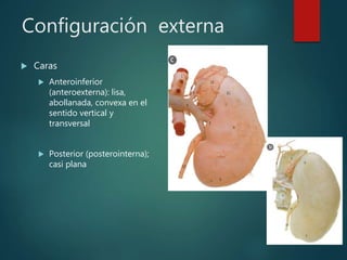 Configuración externa
 Caras
 Anteroinferior
(anteroexterna): lisa,
abollanada, convexa en el
sentido vertical y
transversal
 Posterior (posterointerna);
casi plana
 