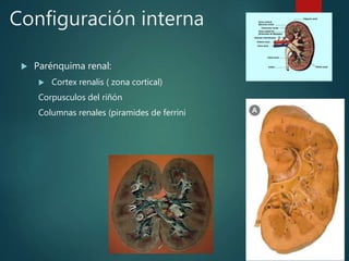 Configuración interna
 Parénquima renal:
 Cortex renalis ( zona cortical)
Corpusculos del riñón
Columnas renales (piramides de ferrini
 