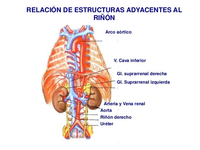 Anatomía del riñón y la vía urinaria