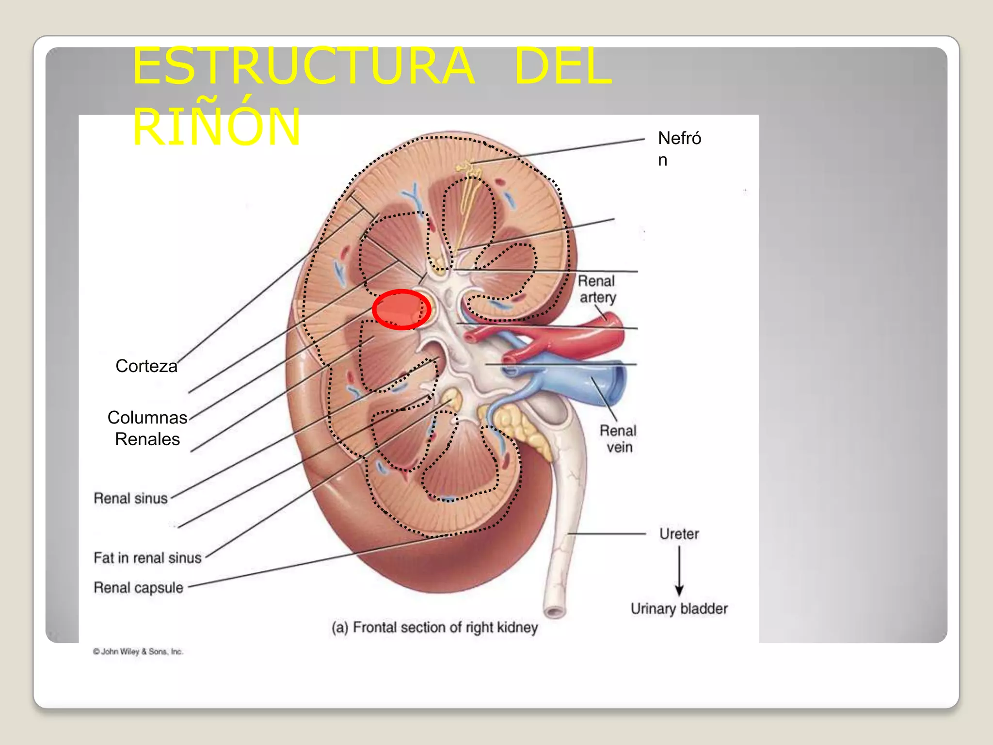 Anatomia del riñon | PPTX | Endocrine and Metabolic Diseases | Diseases ...