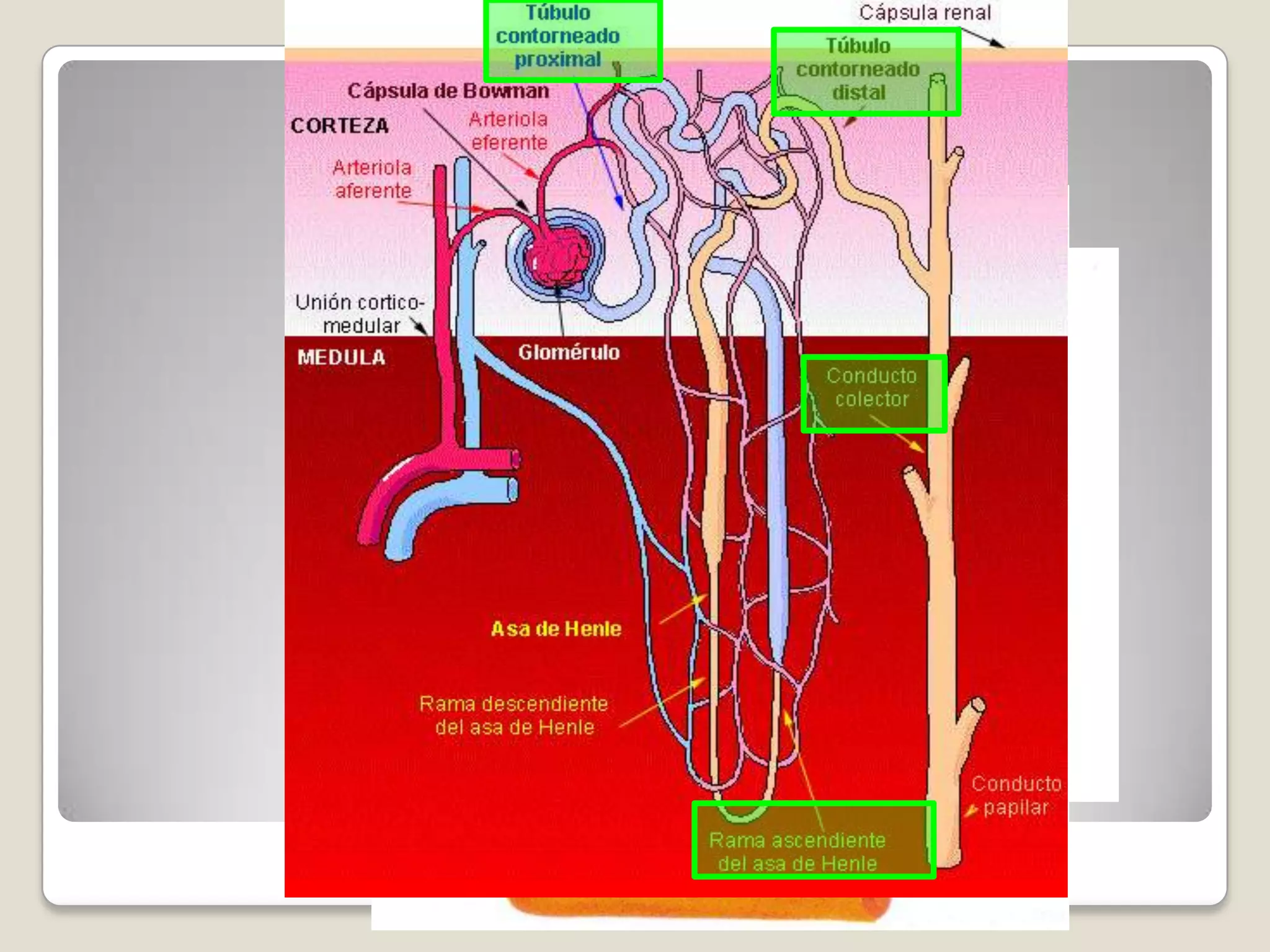 Anatomia del riñon | PPTX | Endocrine and Metabolic Diseases | Diseases ...